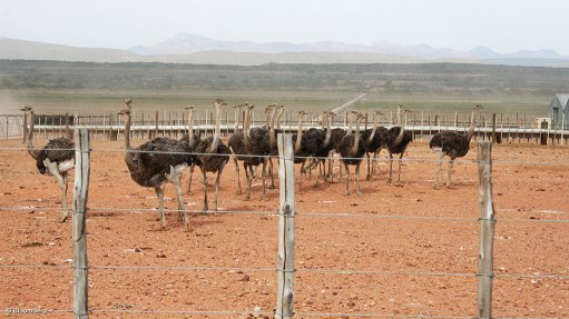 Western Cape Ostrich industry gives diplomats a taste of ostrich - Vimarsana News