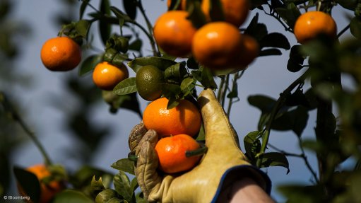 Citrus growers call on DPE to urgently invest in rail for future growth - Vimarsana News