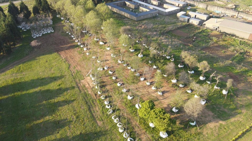 Brahman Hills relocates plane trees for 20 ha garden development